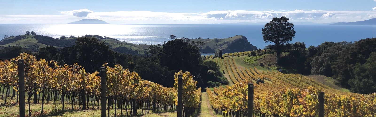 Grapevines among rolling hills leading to the sea